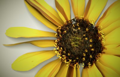 Flor02b.jpg