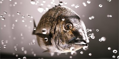 fishtest1.jpg