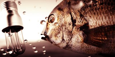 fishtest2.jpg