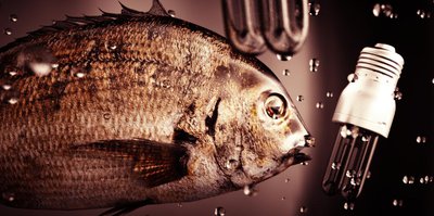 fishtest3.jpg