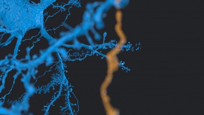 synapse sterling 2.jpg
