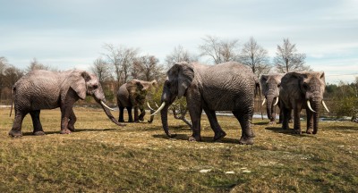 ELEPHANTs_01.jpg