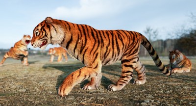 tigre_02a.jpg