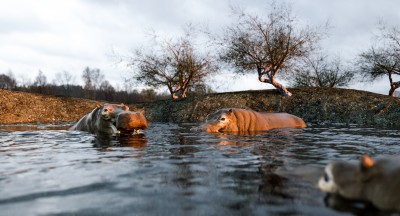 HIPPO.jpg