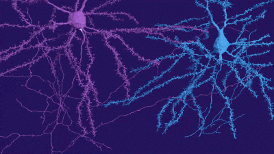 action-potential-axon.gif