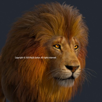 Lion Face closeup