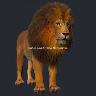 Lion - Full