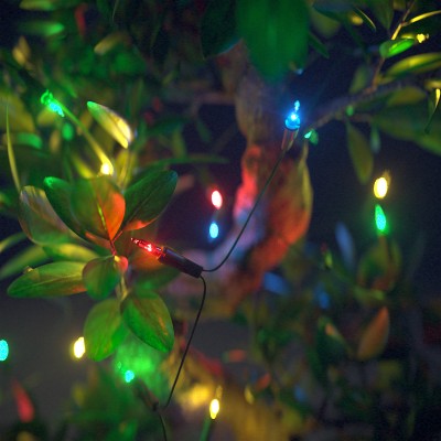 bonsai-lights.jpg