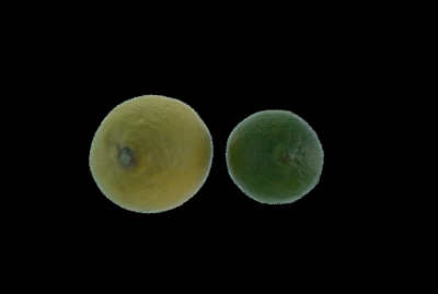 the fruits