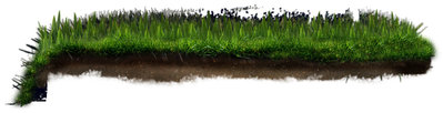 grass-1.jpg
