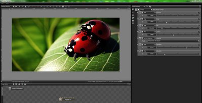 lady bug octane.JPG