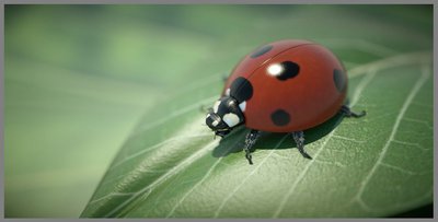 lady bug final 1.JPG