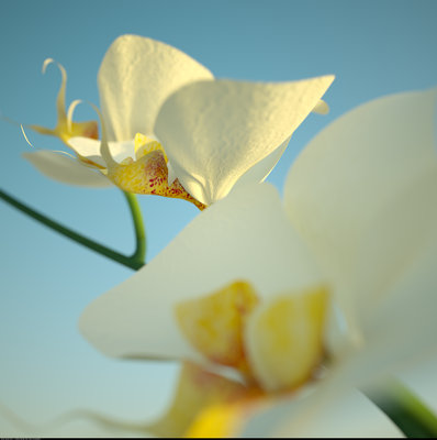 Orchid_2h_534samples.jpg