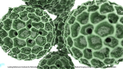 Final Render of Cobea Pollen inside Octane