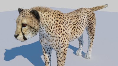 Cheetah 1.jpg