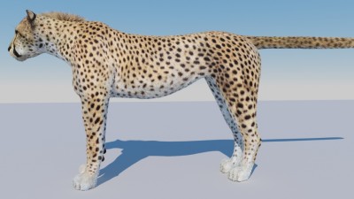 Cheetah 2.jpg