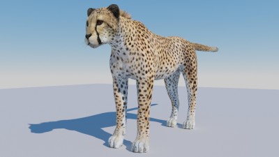 Cheetah 3.jpg