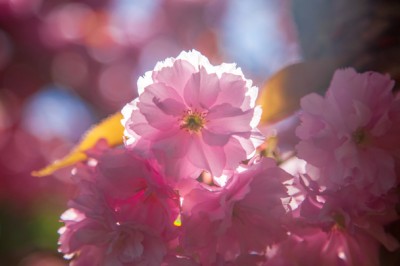 stock-photo-close-view-beautiful-cherry-tree-blossom-sunlight-backdrop.jpeg